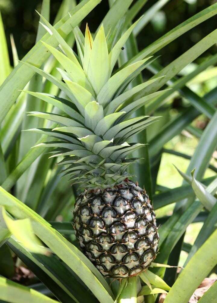Everglades Farm Florida Special Pineapple Plant, 12-18 inch cold-hardy fruit tree, with lush green pineapple leaves.