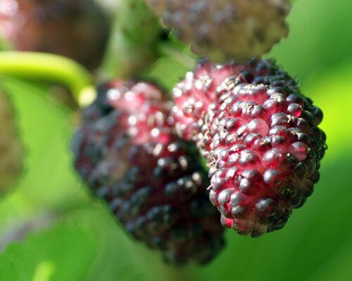 Dwarf Mulberry Everbearing Tree from Everglades Farm, 12-18 inch tall fruit tree in a 1-gallon container