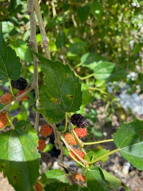 Dwarf Mulberry Everbearing Tree from Everglades Farm, 12-18 inches tall in 1-gallon container, fruit trees for home garden.