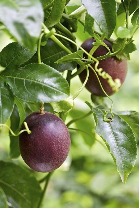 Purple Passion Fruit Vine from Everglades Farm, 12-18 inch Maracuya Morado fruit tree in 1-gallon pot