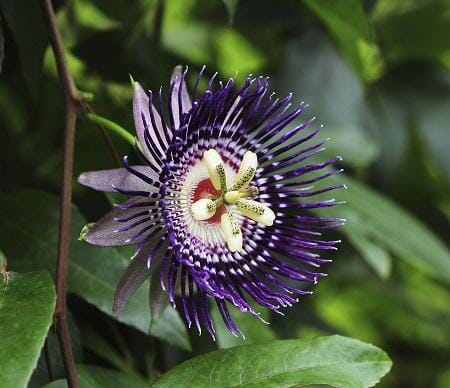 Purple Passion Fruit Vine from Everglades Farm, 12-18 inch Maracuya Morado fruit tree in a 1-gallon pot.