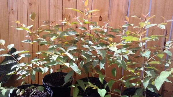 Rainbow Eucalyptus Mindanao Gum Tree from Everglades Farm, 12-18 inches tall, in a 1-gallon container, showcasing colorful bark and lush foliage.