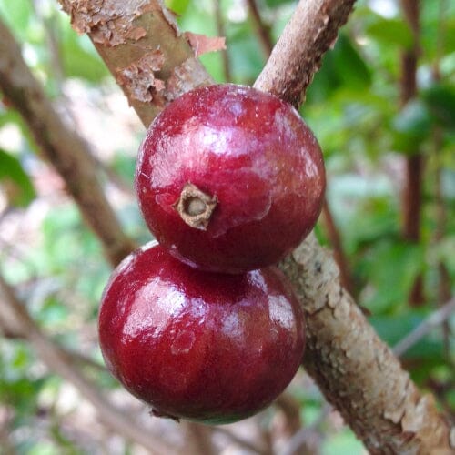 Red Dwarf Jaboticaba hybrid fruit tree from Everglades Farm, 12-18 inches tall in a 1-gallon container.
