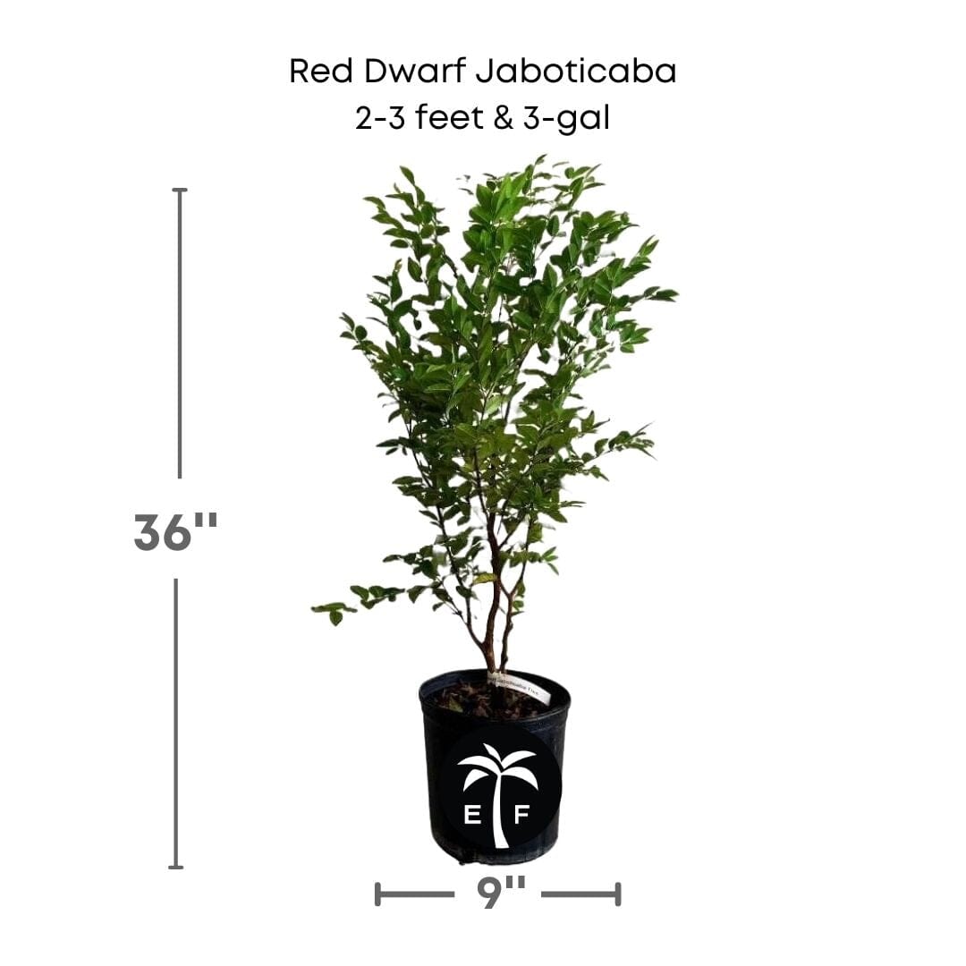 Red Dwarf Jaboticaba hybrid tree from Everglades Farm, 12-18 inch tall fruit tree in a 1-gallon container.