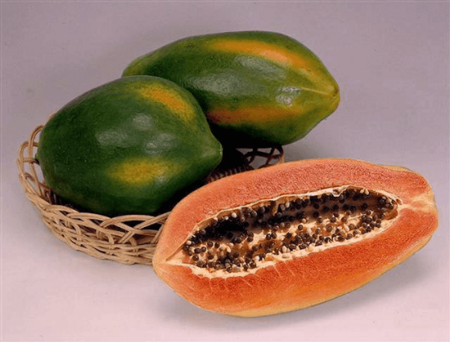 Red Lady Papaya Dwarf Tree from Everglades Farm, 1-2 feet tall, potted fruit tree with vibrant red foliage and lush green leaves.
