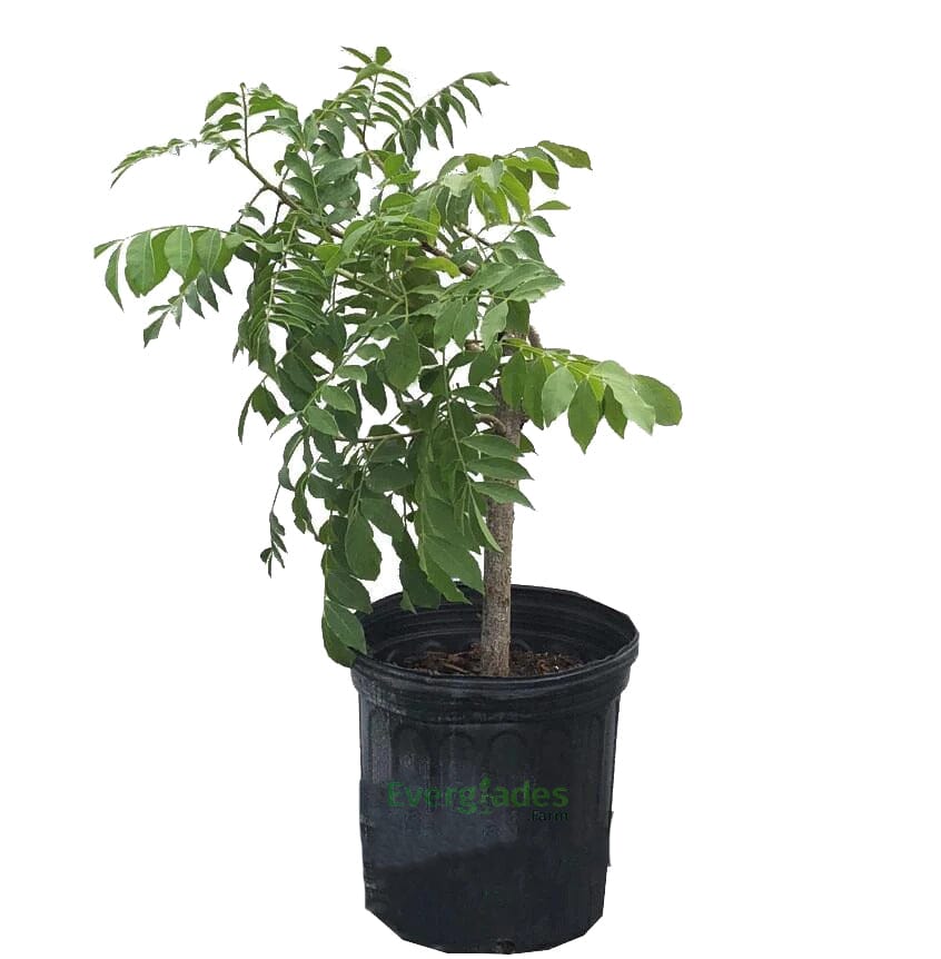 Red Spanish Hog Plum fruit tree from Everglades Farm, 12-18 inch 1-gallon Ciruela Jocote Rojo Mombin tree in a nursery pot.