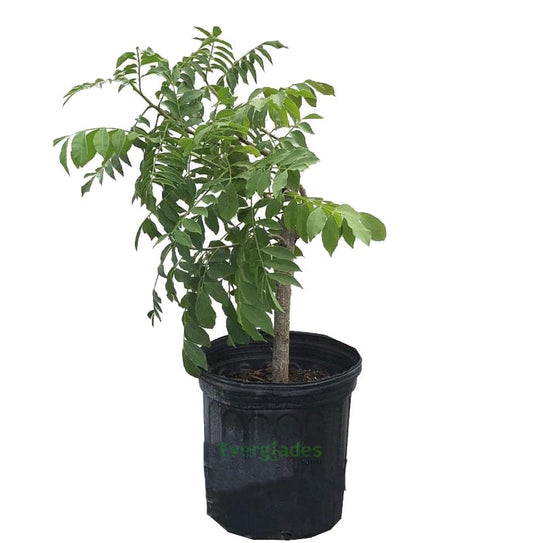 Red Spanish Hog Plum fruit tree from Everglades Farm, 12-18 inch 1-gallon Ciruela Jocote Rojo Mombin tree in a nursery pot.