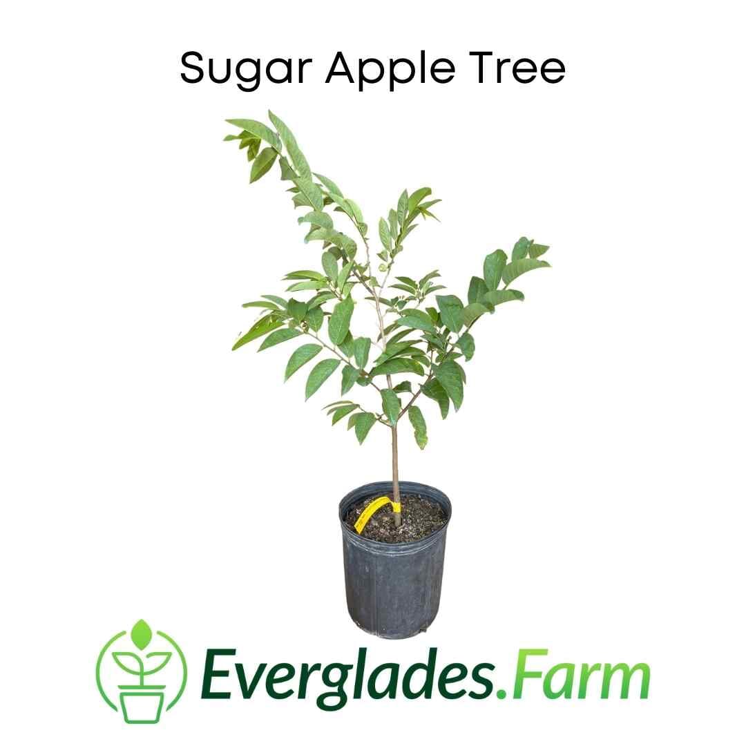 Red Sugar Apple fruit tree by Everglades Farm, 12-18 inch 1-gallon plant, showcasing lush foliage and healthy growth.
