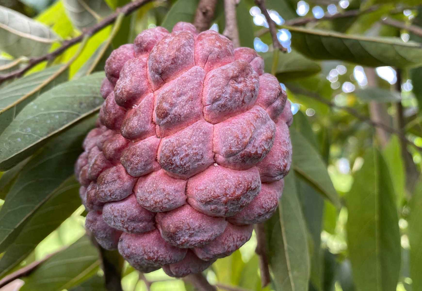 Red Sugar Apple fruit tree from Everglades Farm, 12-18 inch, 1-gallon Annona Sweetsop tree with lush foliage