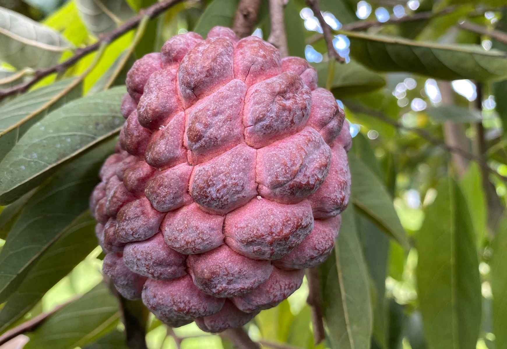 Red Sugar Apple fruit tree from Everglades Farm, 12-18 inch, 1-gallon Annona Sweetsop tree with lush foliage