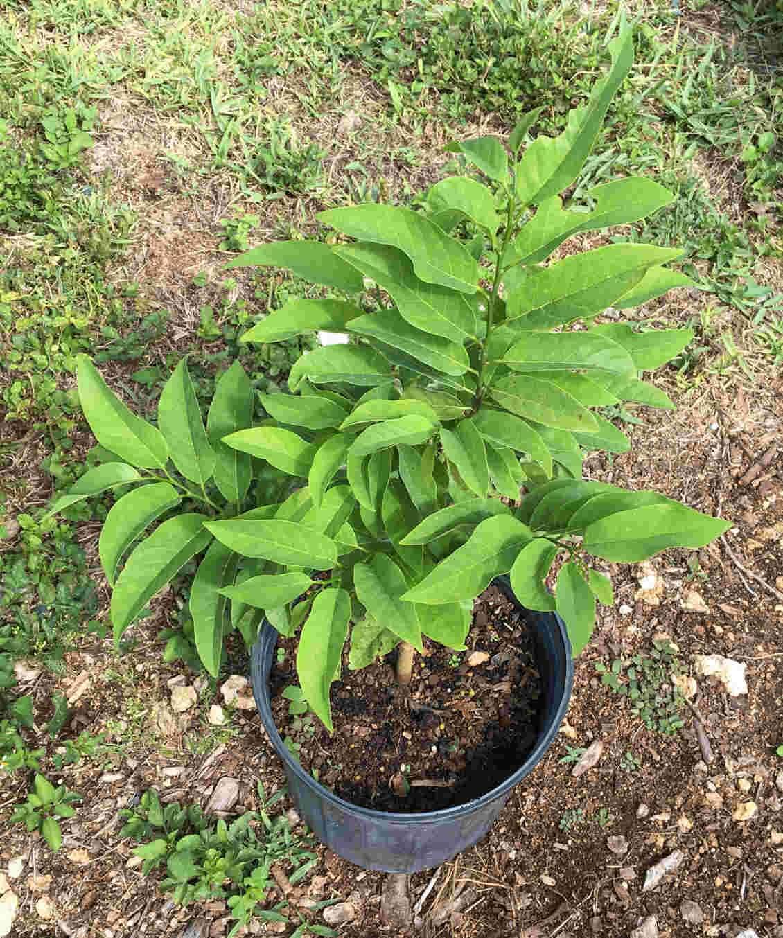 Red Sugar Apple fruit tree from Everglades Farm, 12-18 inch, 1-gallon Annona Sweetsop tree with green leaves and new growth