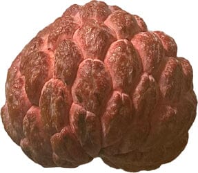 Red Sugar Apple fruit tree from Everglades Farm, 12-18 inch, 1-gallon Sweetsop Annona tree for home growing or landscaping.