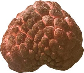 Red Sugar Apple fruit tree from Everglades Farm, 12-18 inch Sweetsop Annona tree in a 1-gallon container.
