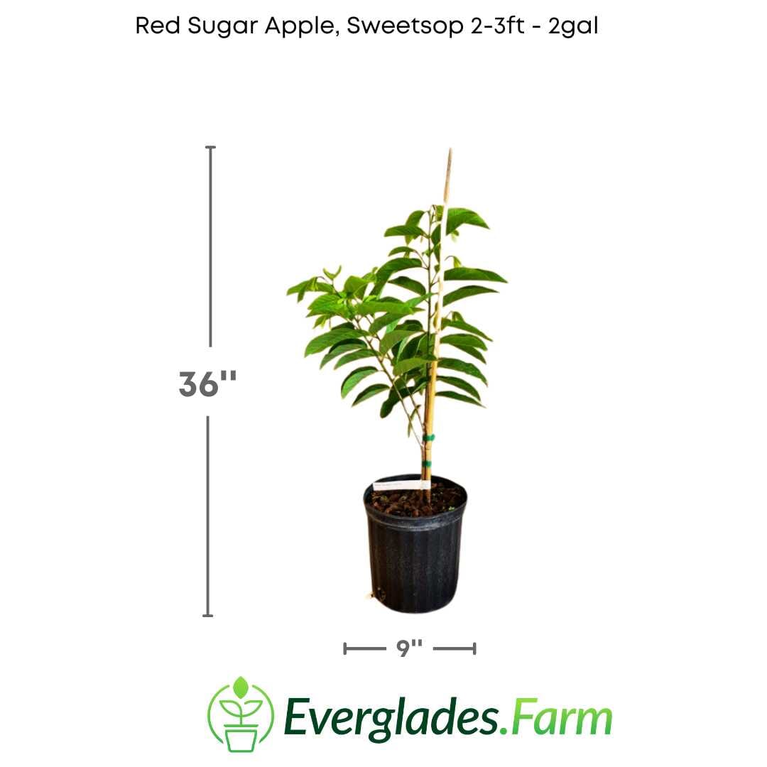 Red Sugar Apple fruit tree from Everglades Farm, 12-18 inch, 1-gallon Sweetsop Annona tree in a garden setting.