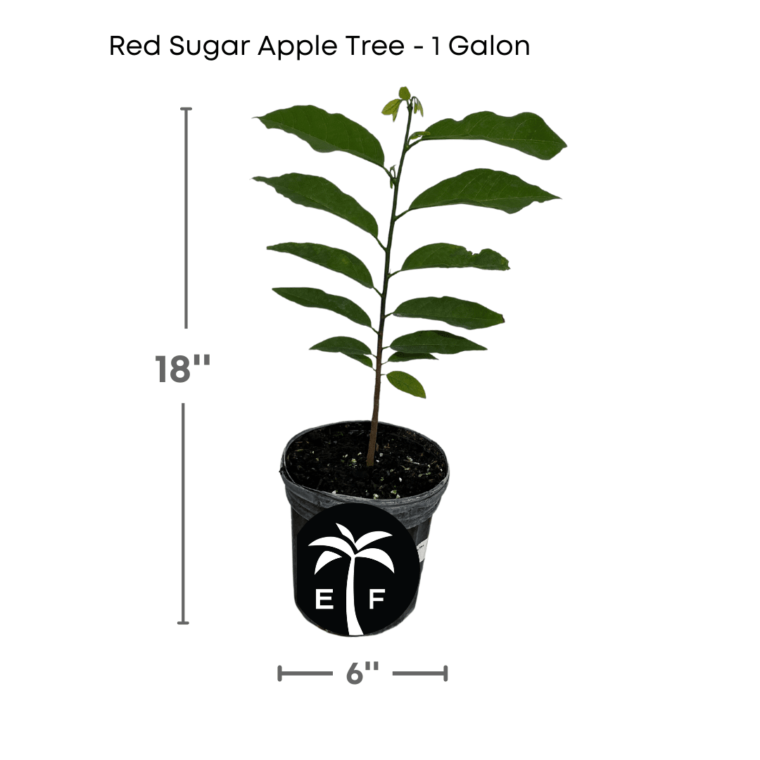 Red Sugar Apple fruit tree from Everglades Farm, 12-18 inch, 1-gallon Sweetsop Annona tree, healthy and vibrant, ready for planting.