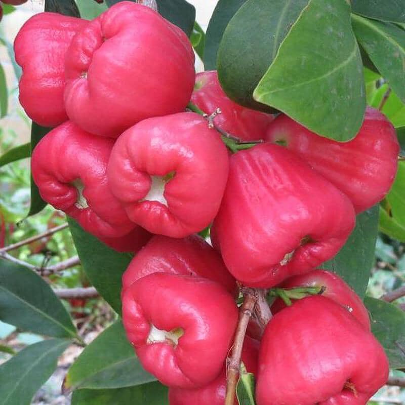 Red Wax Jambu Tree from Everglades Farm, a 12-18 inch fruit tree in a 1-gallon container, with vibrant red wax jambu leaves and branches.