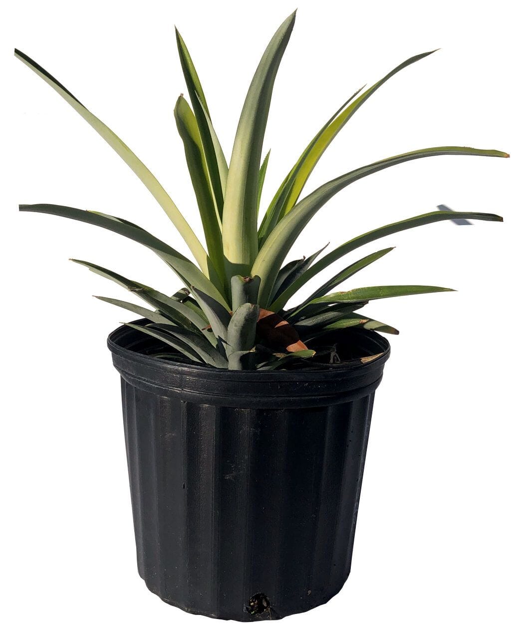 Everglades Farm Sugar Loaf Pineapple plant, 12-18 inch fruit tree in a 1-gallon pot, with lush green pineapple leaves.