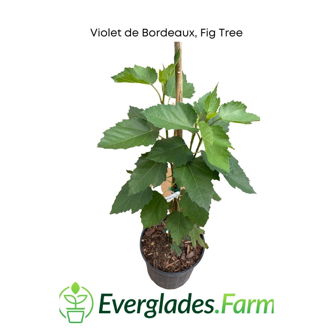 Violet de Bordeaux Dwarf Fig Tree by Everglades Farm, 12-18 inch potted fruit tree with lush green leaves and developing figs.