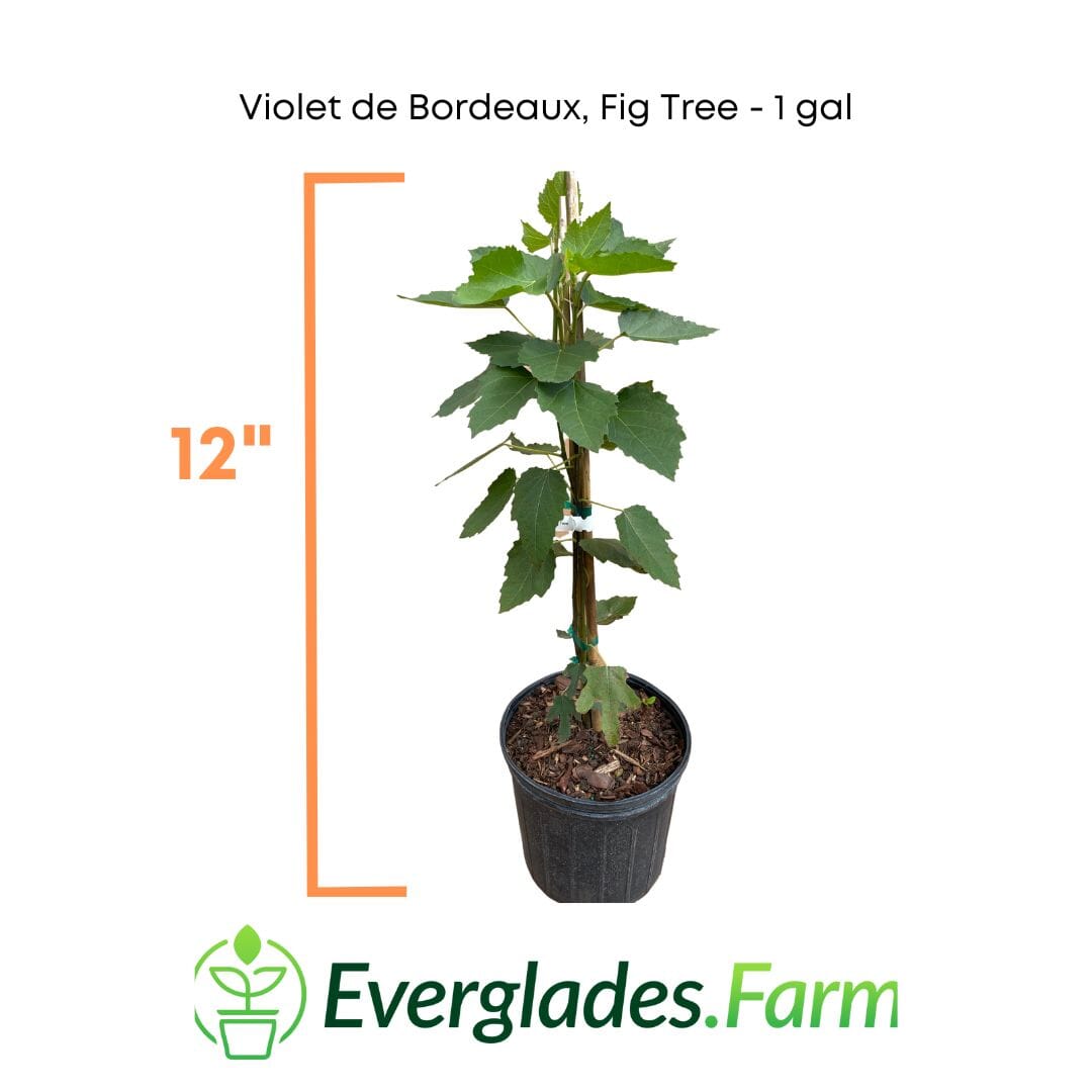 Violet de Bordeaux Dwarf Fig Tree from Everglades Farm, 12-18 inch, 1-gallon fruit tree with purple figs and lush foliage.