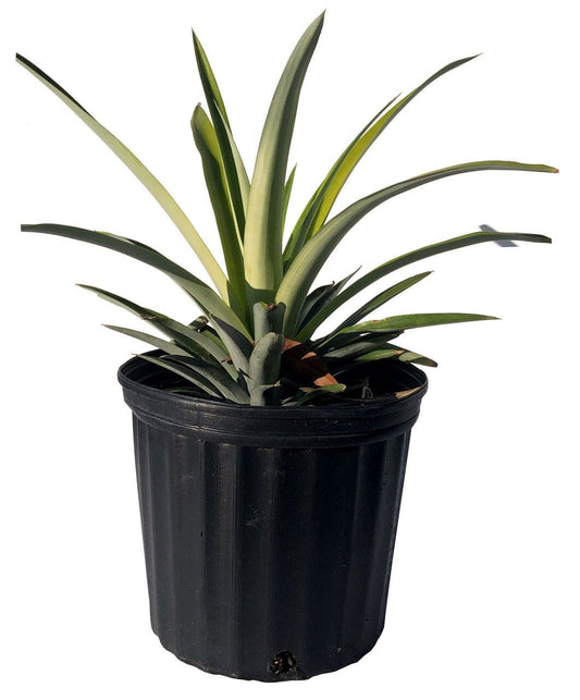 White Jade Pineapple plant from Everglades Farm, 12-18 inch tropical fruit tree with glossy green leaves and ripe pineapple fruit.
