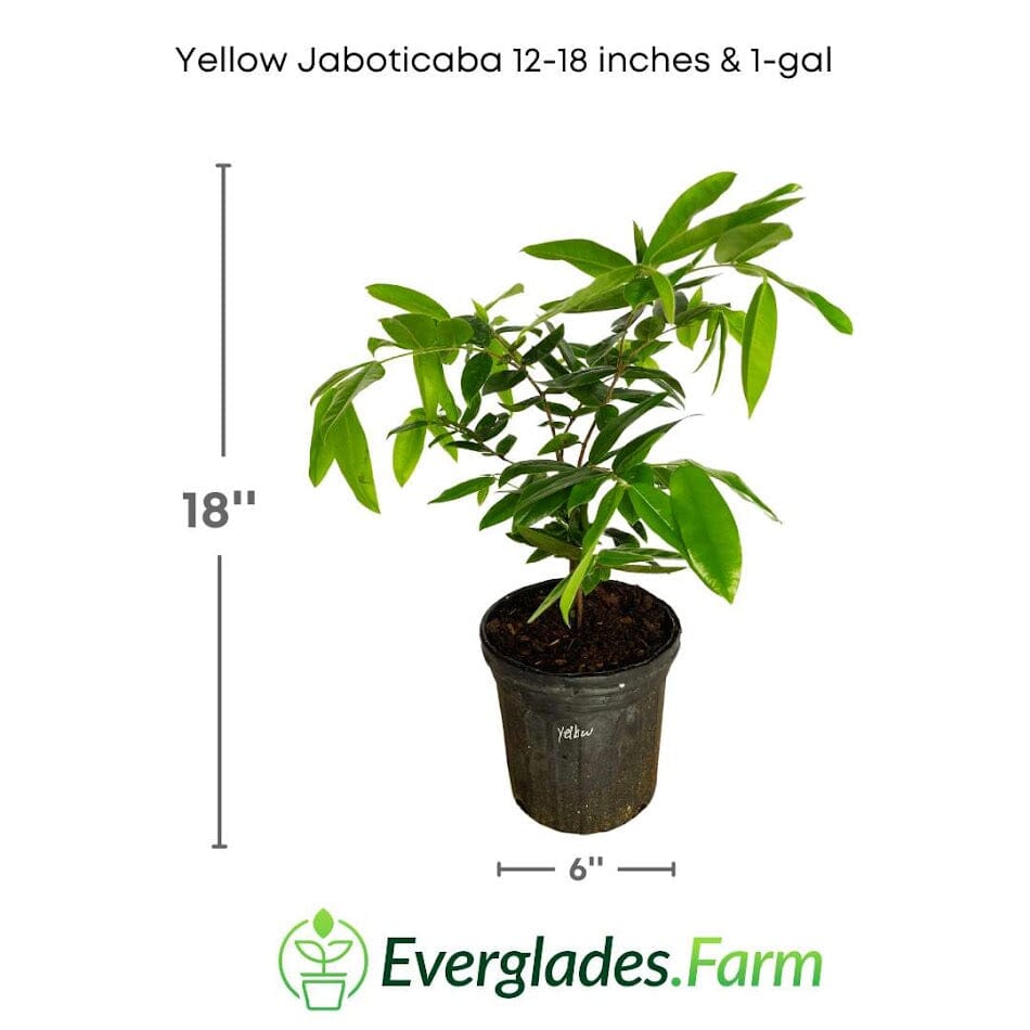 Yellow Jaboticaba Tree from Everglades Farm, 12-18 inch fruit tree with vibrant yellow fruit and lush green leaves.