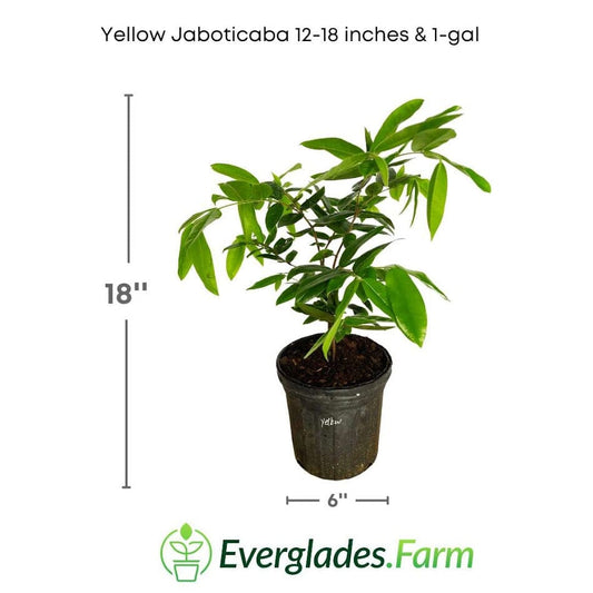Yellow Jaboticaba Tree from Everglades Farm, 12-18 inch fruit tree with vibrant yellow fruit and lush green leaves.