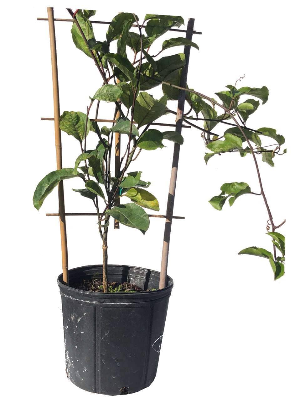 Yellow Passion Fruit Vine from Everglades Farm, 12-18 inch Maracuya Amarillo fruit tree in 1-gallon container, ready for planting.