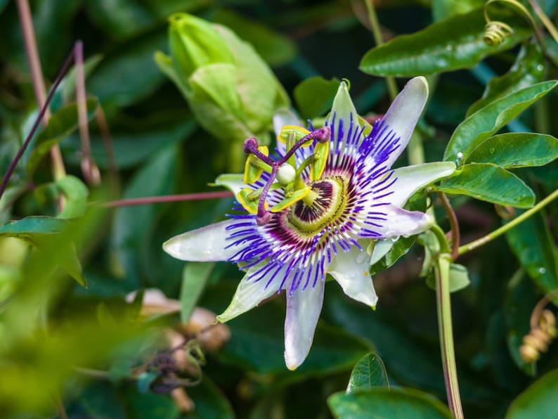 Yellow Passion Fruit Vine from Everglades Farm, 12-18 inch Maracuya Amarillo fruit tree for planting in Florida gardens.