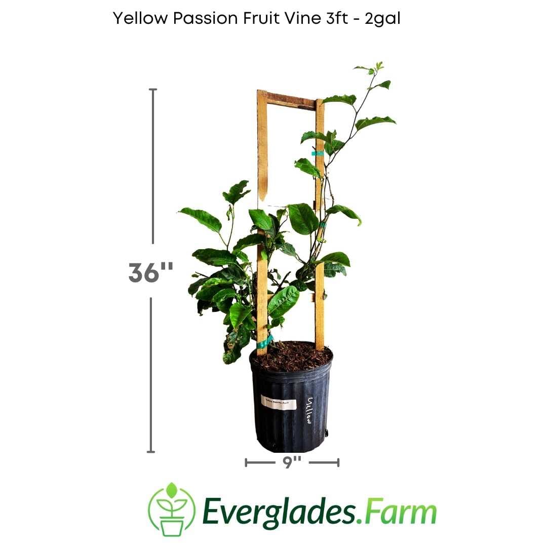 Yellow Passion Fruit Vine, Maracuya Amarillo, 12-18 inch fruit tree from Everglades Farm, ready for planting.