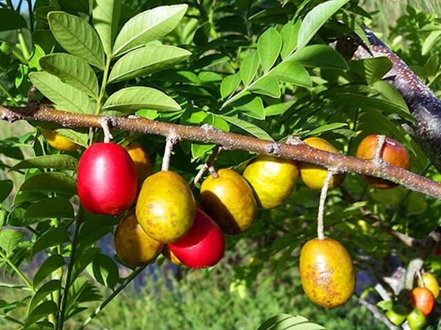 Yellow Spanish Hog Plum fruit tree by Everglades Farm, 12-18 inch, 1-gallon size, healthy young Ciruela Jocote Amarillo tree.