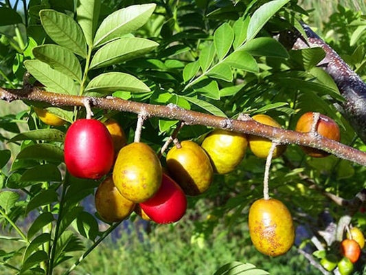 Yellow Spanish Hog Plum fruit tree by Everglades Farm, 12-18 inch, 1-gallon size, healthy young Ciruela Jocote Amarillo tree.