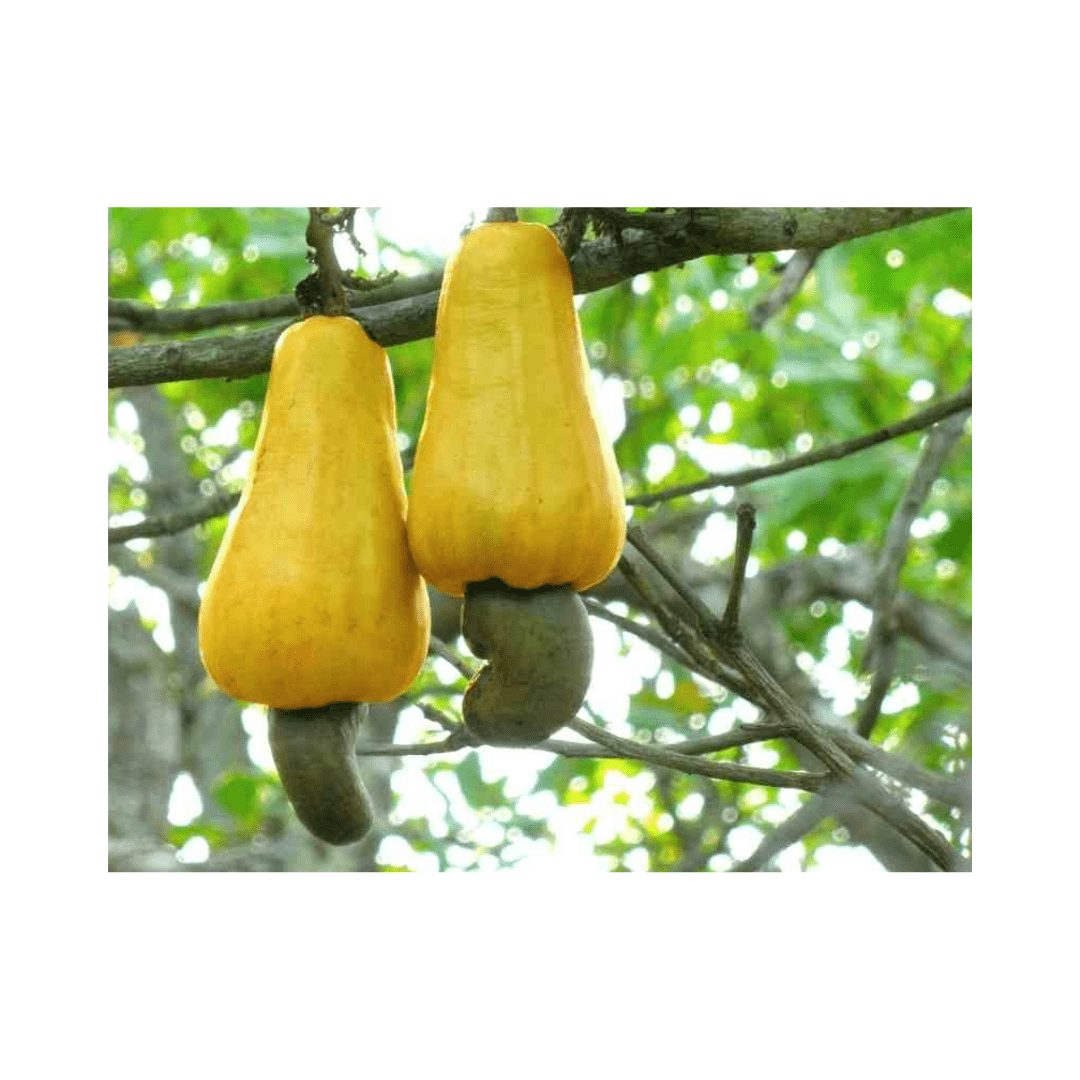 Yellow-fruited cashew tree from Everglades Farm, 12-24 inch fruit tree in a 1-gallon size, ideal for fruit cultivation.