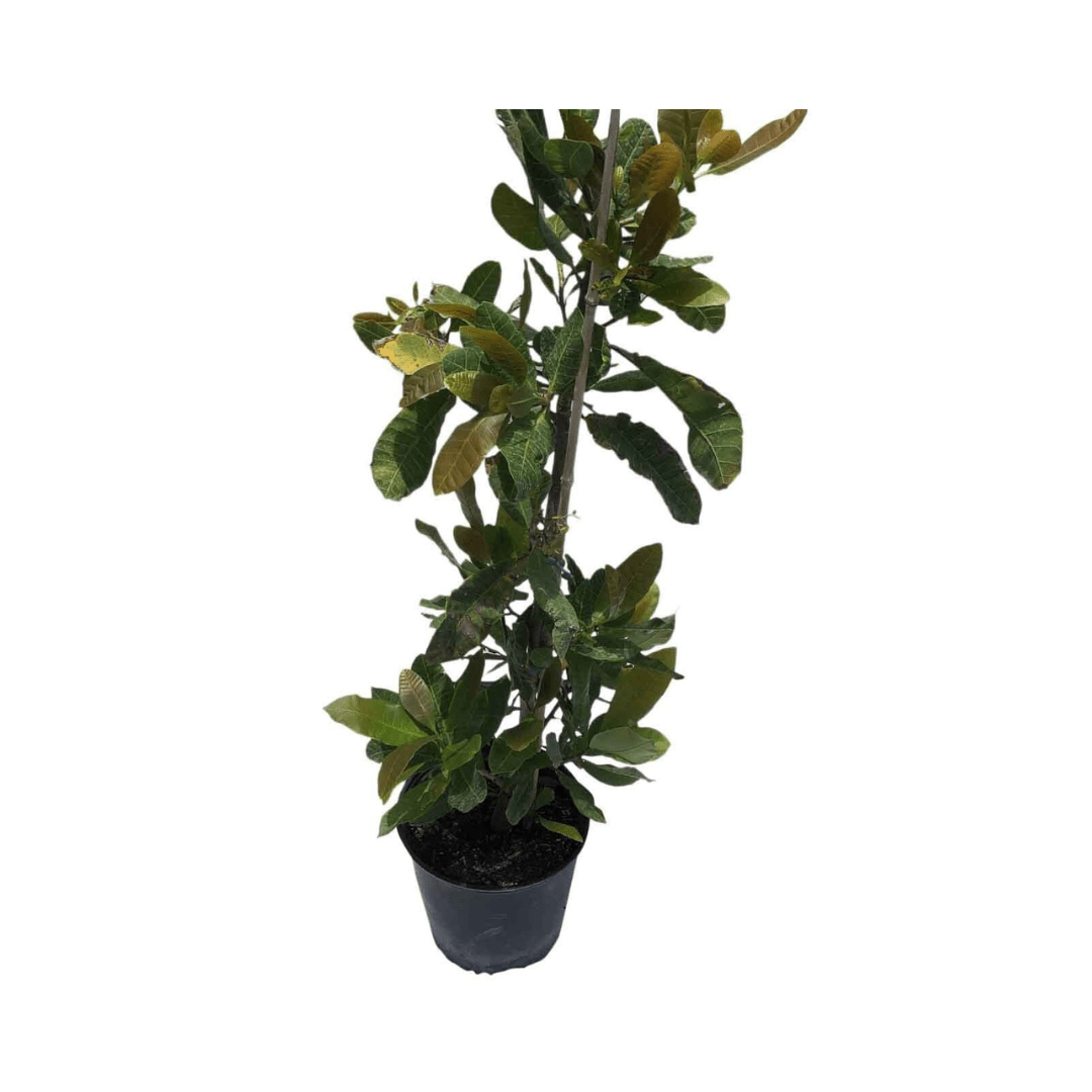 Yellow fruit on a young cashew tree from Everglades Farm, 12-24 inch, 1-gallon fruit tree for planting and home gardens.
