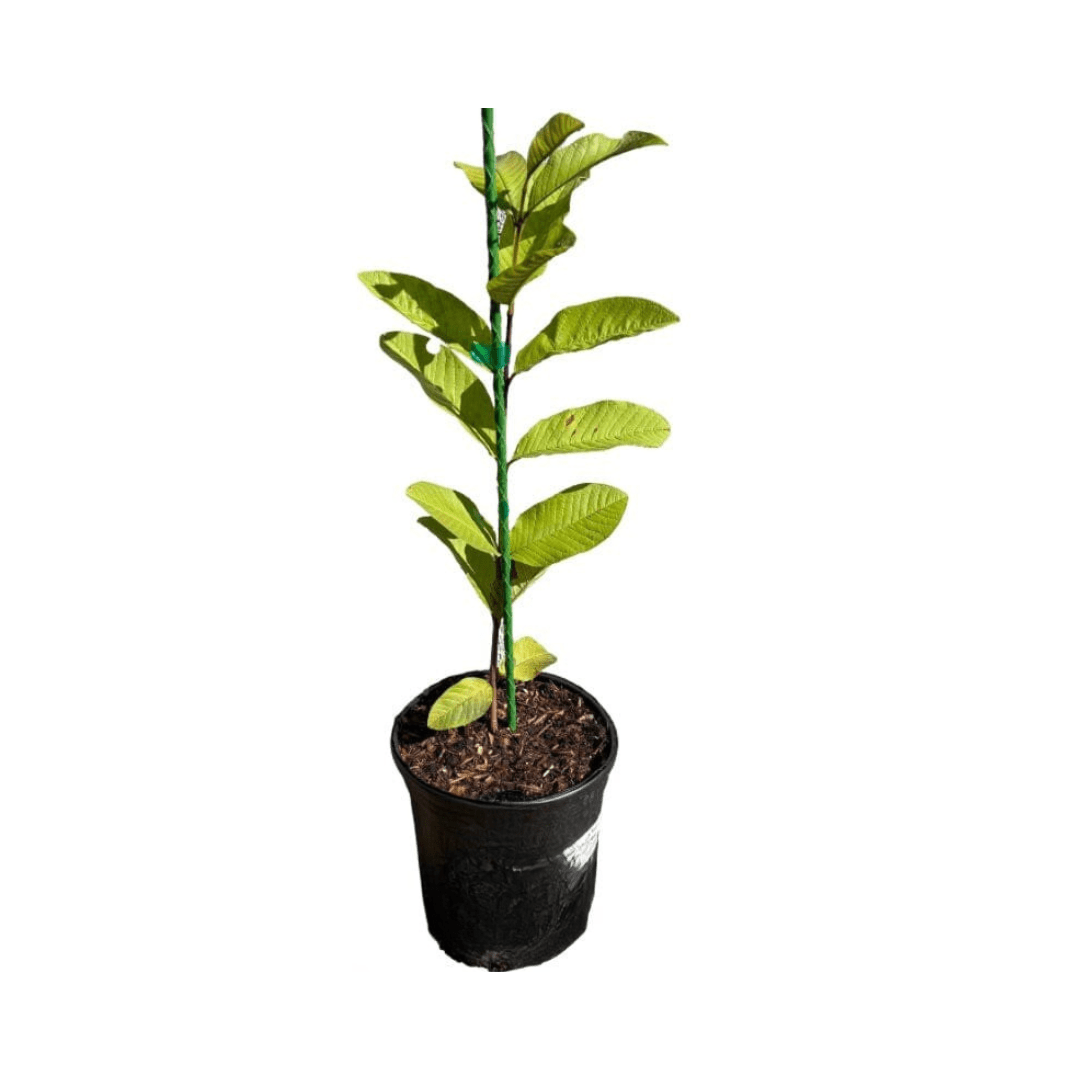 Everglades Farm Barbie Pink Guava Tree, 18-24 inch fruit tree in a 1-gallon container, with pink guava fruit and lush foliage.