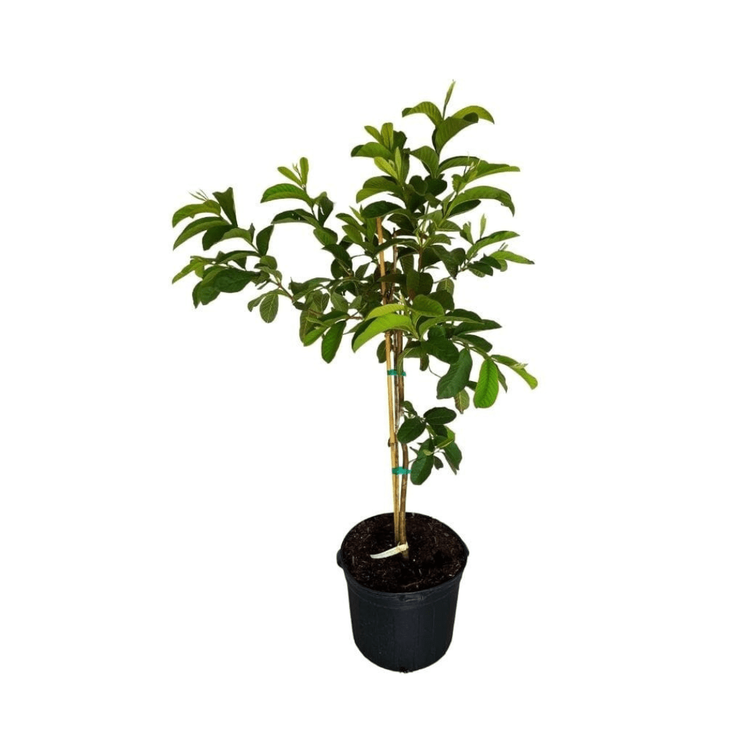 Everglades Farm Barbie Pink Guava Tree, 18-24 inch fruit tree in a 1-gallon container with lush pink-guava foliage.