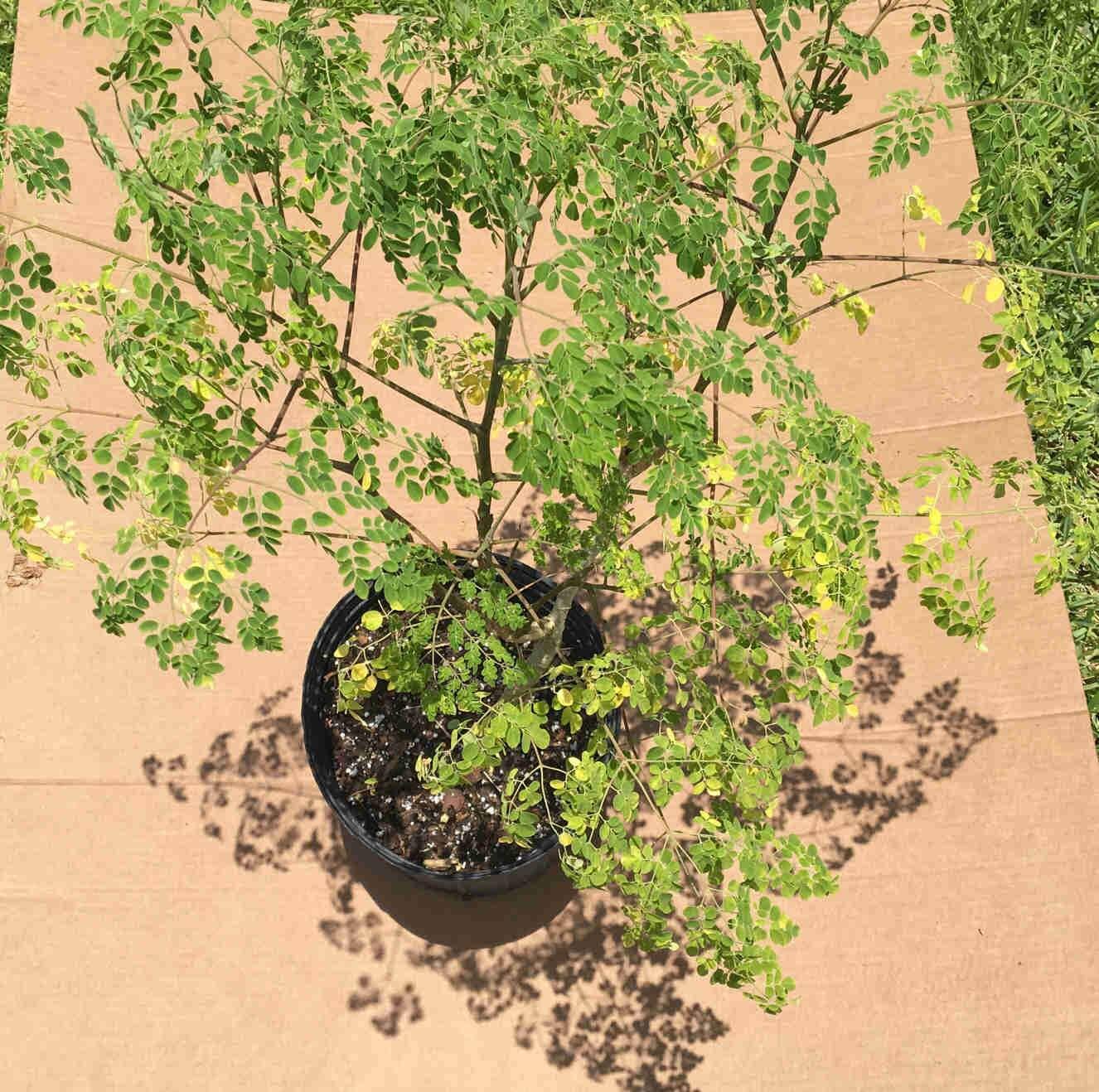 Healthy 18-24 inch Moringa Oleifera tree in 1-gallon container from Everglades Farm, perfect for fruit tree planting.