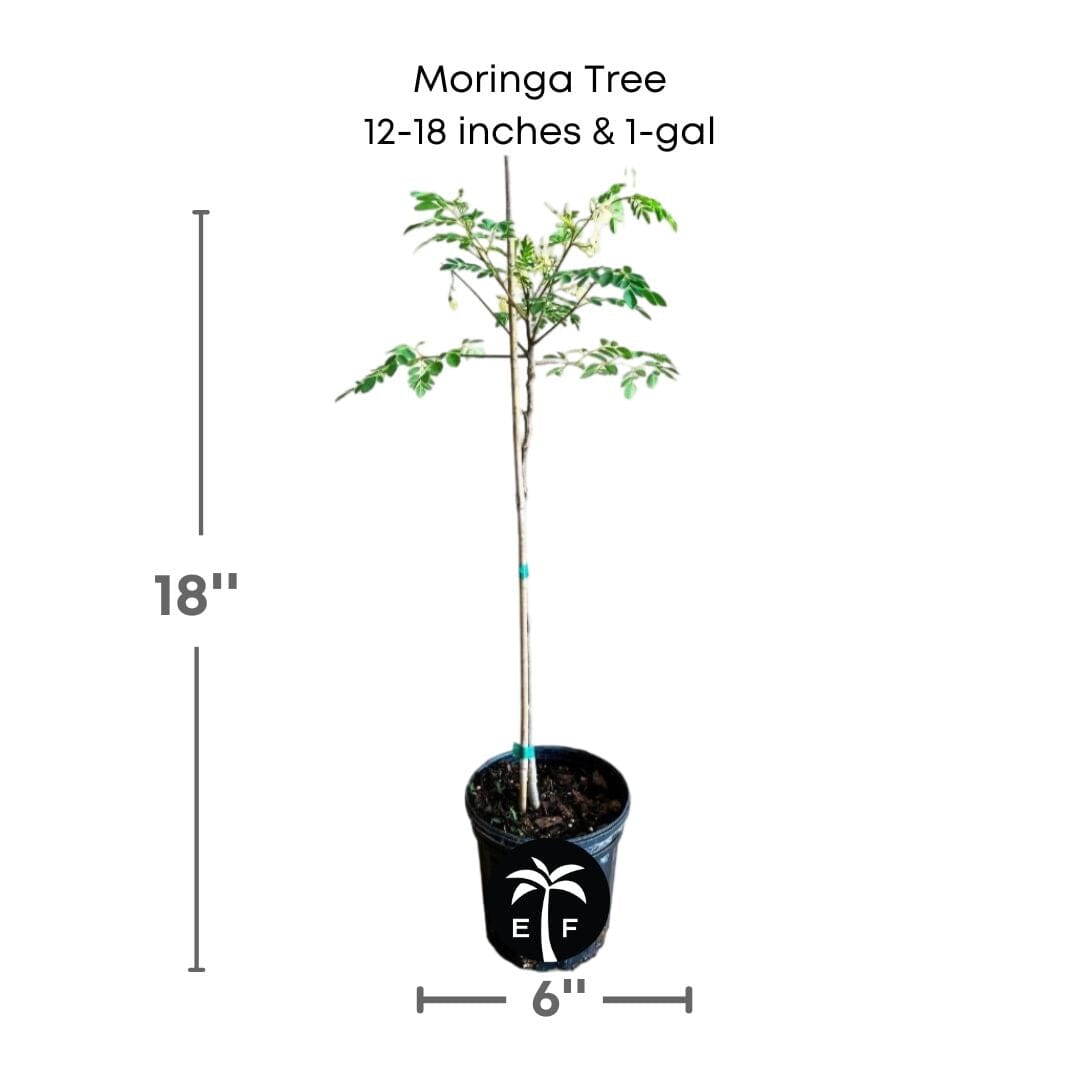 Healthy 18-24 inch Moringa Oleifera fruit tree from Everglades Farm, in a 1-gallon container, ready for planting.