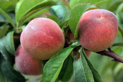 Everglades Farm Tropic Beauty Dwarf Peach Tree, 2-3 ft, grafted, low chill, self-fertile, juicy peaches for warm climates USDA Zones 8-10