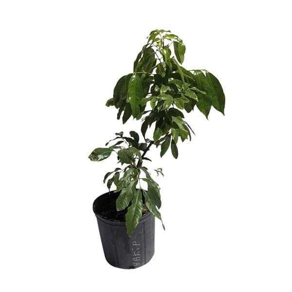 Air-layered Hakip Lychee Tree from Everglades Farm, 24-30 inch fruit tree with lush foliage and developing lychee fruit.