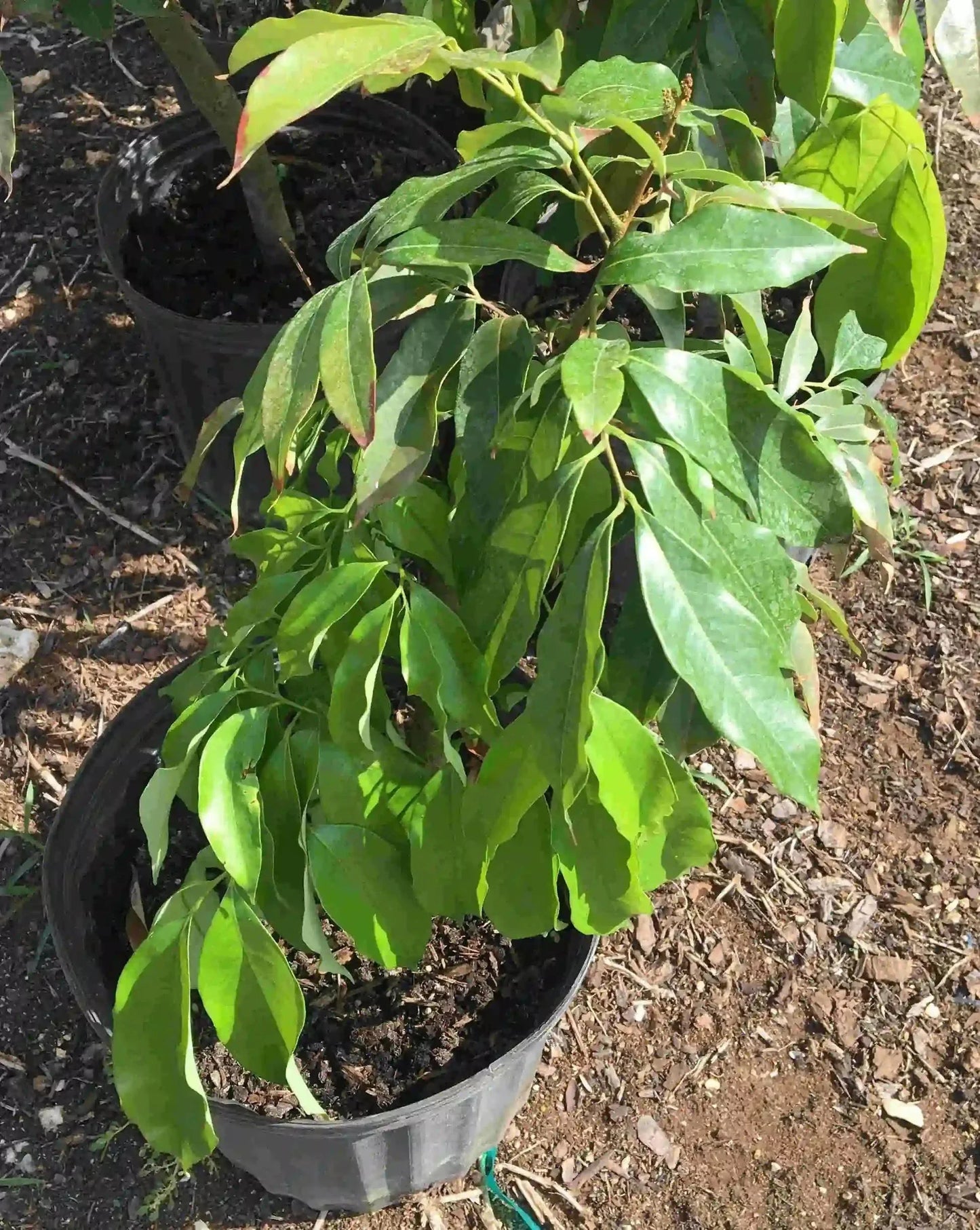 Everglades Farm SweetHeart Lychee Tree, 24-30 inch fruit tree in 1-gallon pot, healthy lychee tree ready for planting