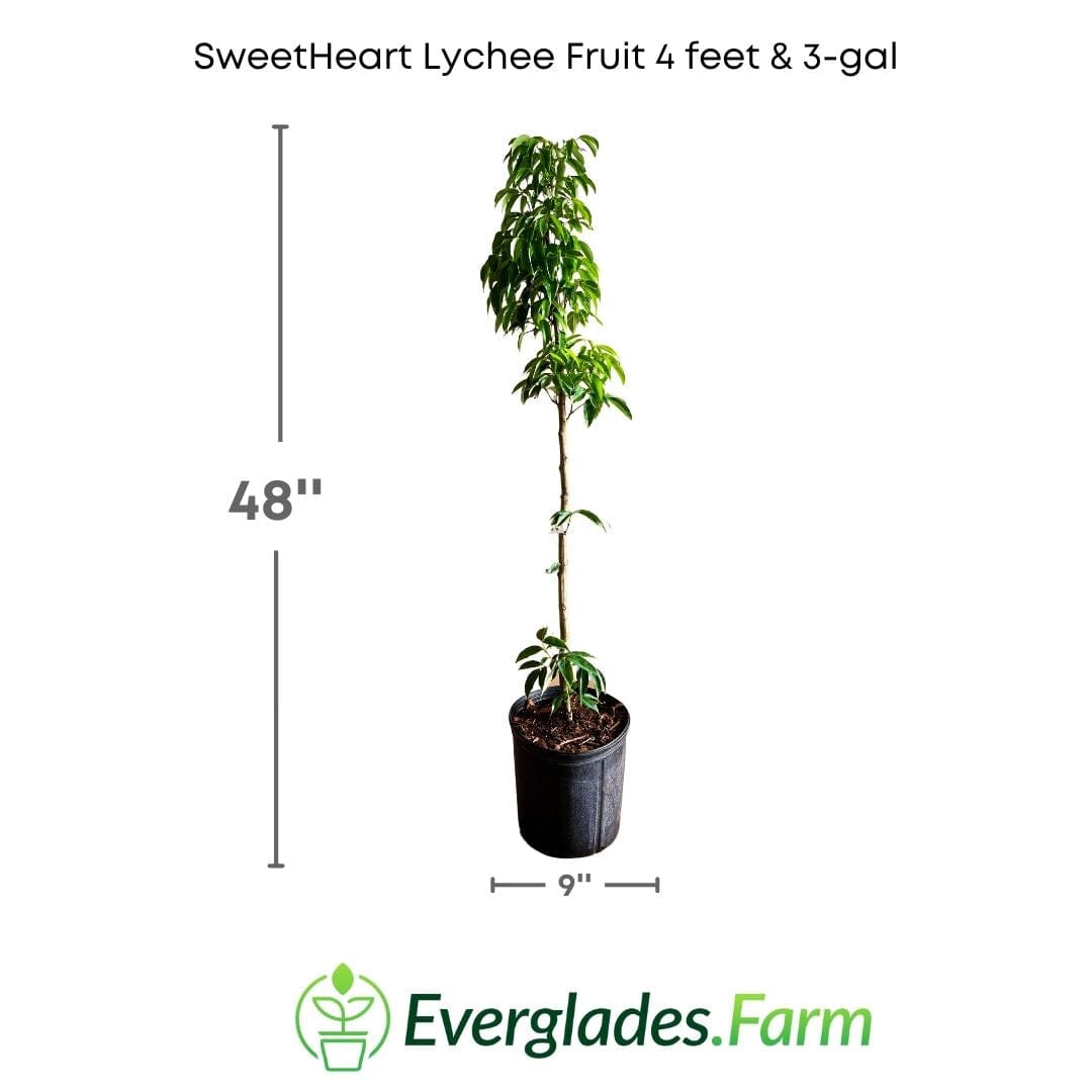 Everglades Farm SweetHeart Lychee Tree in a 1-gallon container, 24-30 inches tall, showcasing lush foliage and healthy fruiting branches.