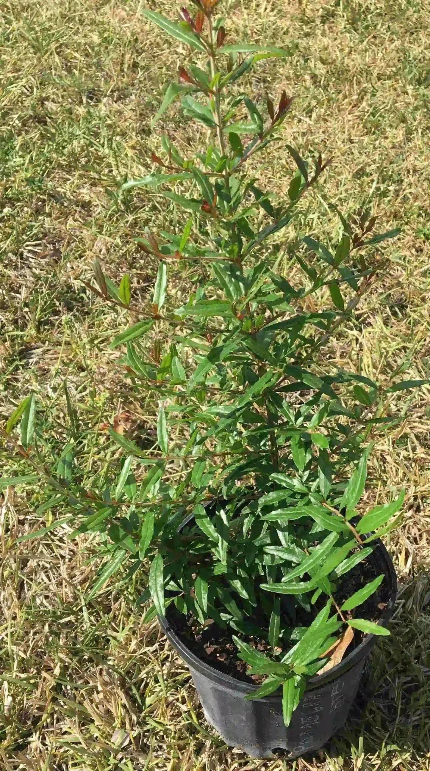 Everglades Farm pomegranate tree with vibrant red fruit, 24-30 inches tall, 1-gallon size, healthy fruit tree for planting.