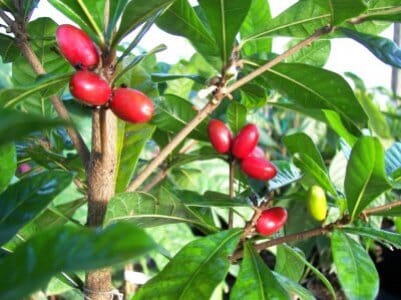 Everglades Farm Miracle Fruit Plant, 6-12 inch Miracle Berry Tree in 1-gallon container, healthy fruit tree for home gardening.