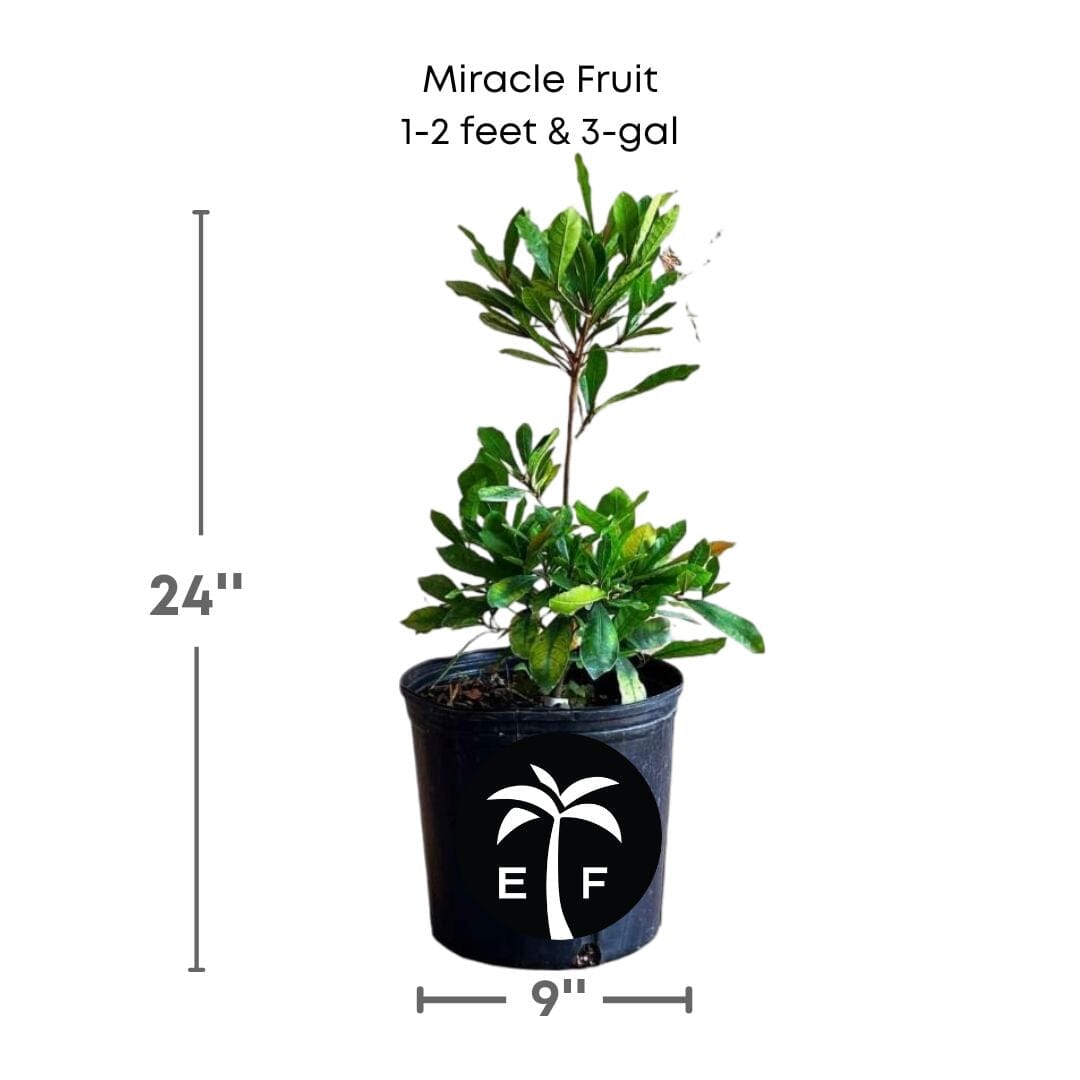 Everglades Farm Miracle Fruit Plant, 6-12 inch Miracle Berry Tree in 1-gallon pot, healthy fruit tree for home gardening.