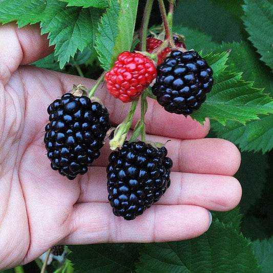 Everglades Farm Triple Crown Blackberry Plant liner, 12-18 inches tall, 1-gallon size, healthy blackberry plant ready to grow.