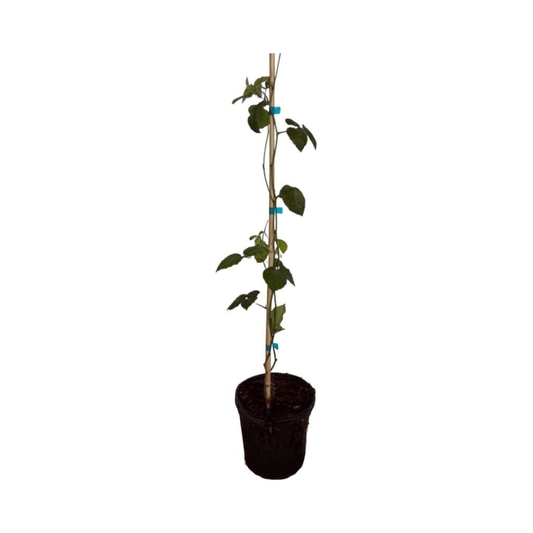 Everglades Farm Triple Crown Blackberry Plant liner, 12-18 inches, 1-gallon size, healthy blackberry plant ready for planting