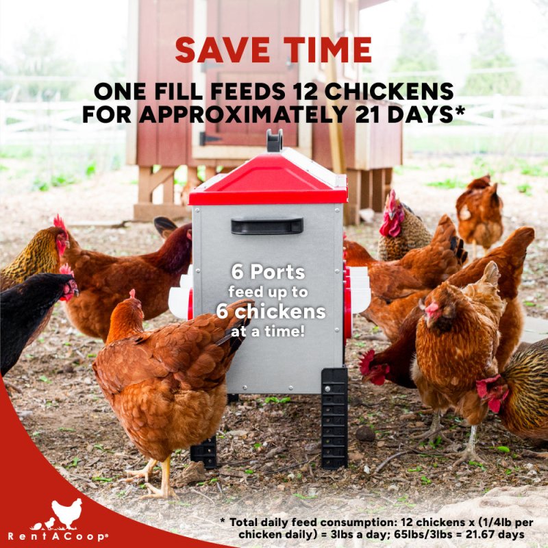RentACoop Flock Feeder 65 6-Port metal poultry feeder with multiple ports for easy feeding of chickens and other poultry.