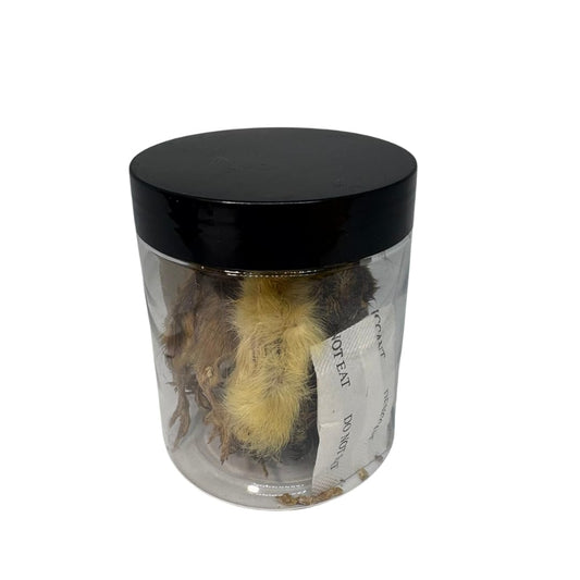 Freeze-dried whole quail treats for carnivore pets, small size, natural prey feeding, rich in nutrients and enzymes from Quailz by Undique LLC.
