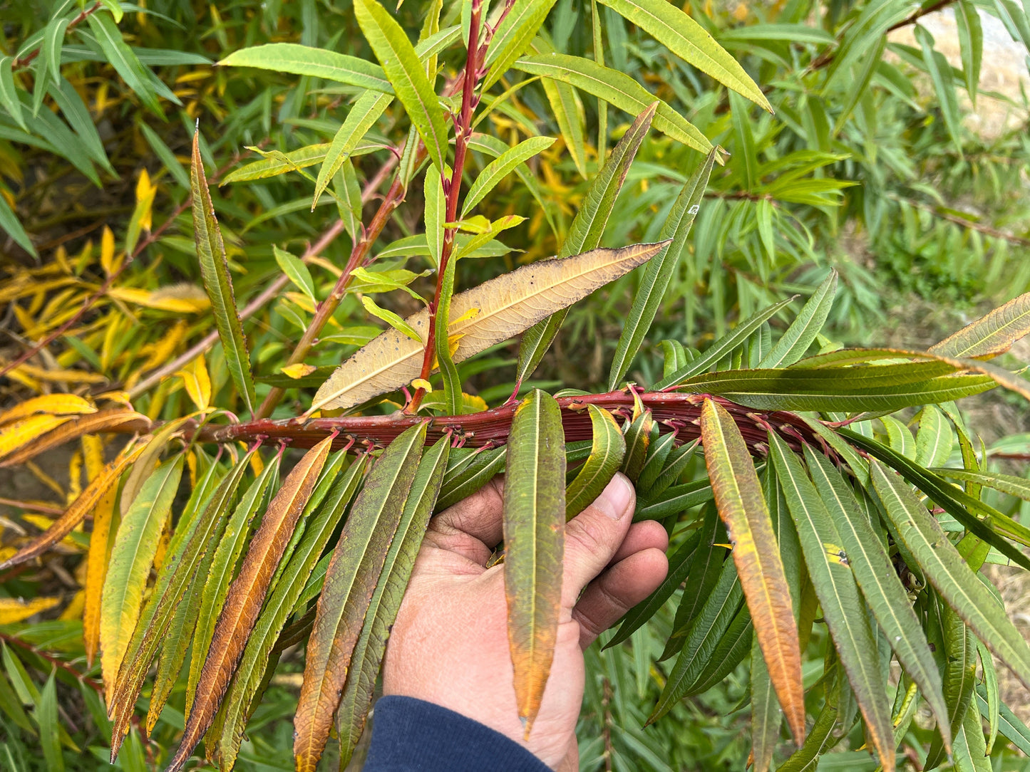 Fantail willow branch with cascading leaves, featuring a lush green appearance, from The Farm On Central.