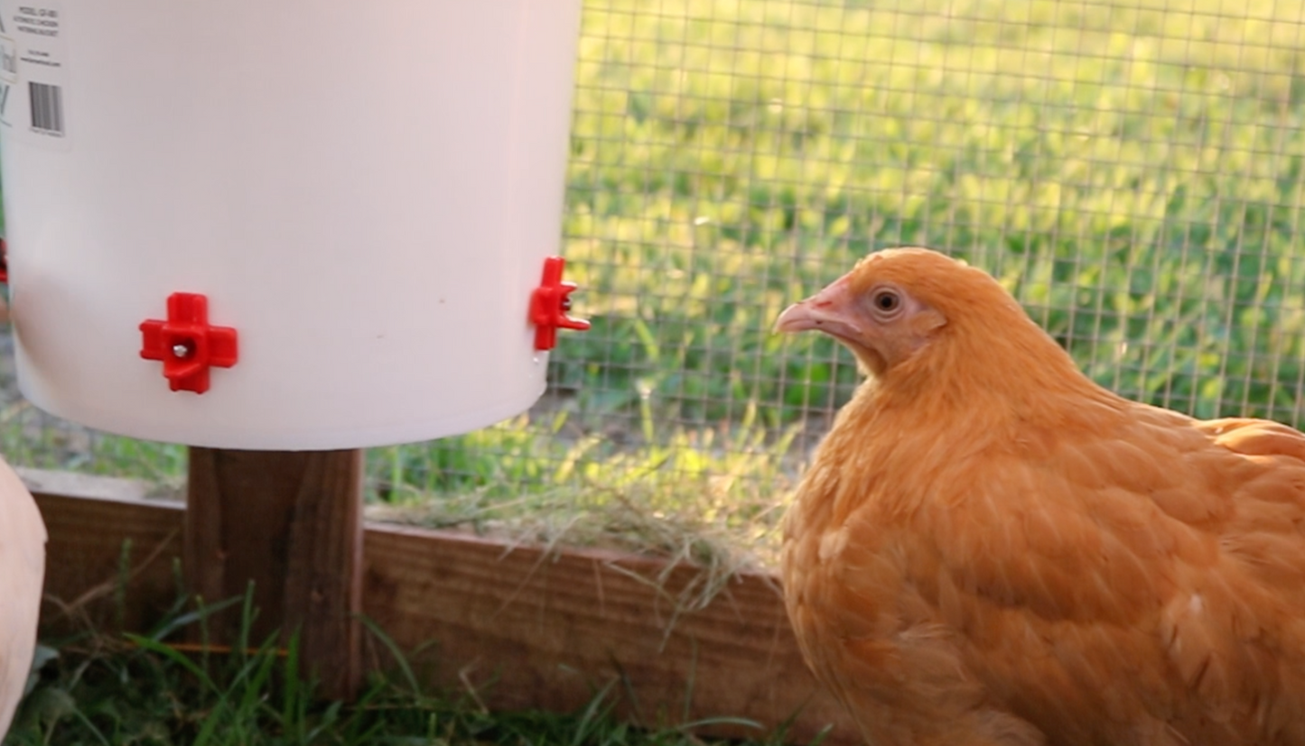 Farmer Brad 2-gallon automatic chicken waterer with drip watering system for poultry hydration.